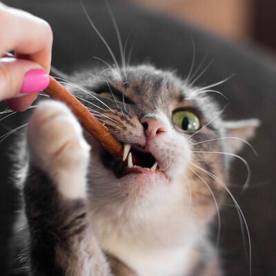 6 Healthy Store-Bought Cat Treats