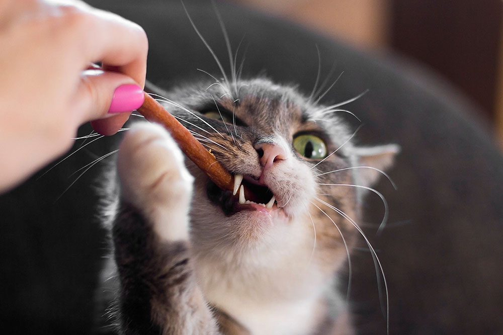 6 Healthy Store-Bought Cat Treats